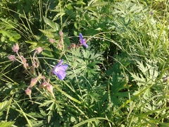 Geranium sergievskajae