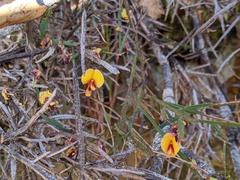 Bossiaea riparia