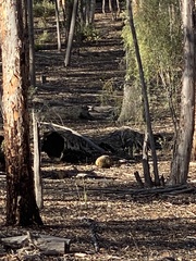 Tachyglossus aculeatus acanthion