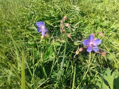 Geranium sergievskajae