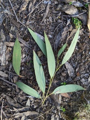Eucalyptus pauciflora