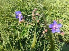Geranium sergievskajae