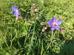 Geranium sergievskajae