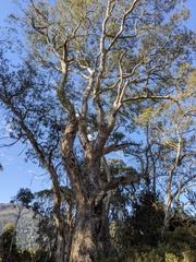 Eucalyptus pauciflora