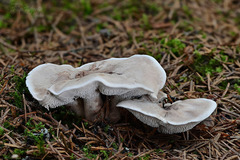 Phellodon violascens