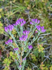 Comesperma retusum