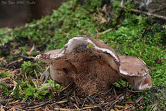 Phellodon violascens