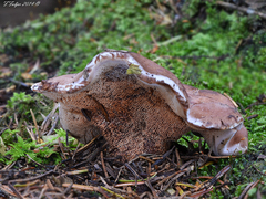 Phellodon violascens