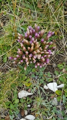 Gentianella columnae