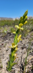 Disa ophrydea