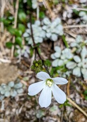 Ourisia integrifolia