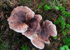 Phellodon violascens