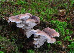 Phellodon violascens