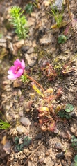 Drosera zeyheri