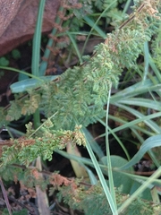 Cheilanthes eckloniana