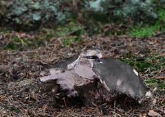 Boletopsis leucomelaena