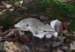 Boletopsis leucomelaena