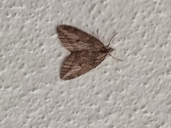 Chesias isabella