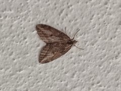 Chesias isabella