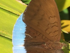 Tanaecia julii bougainvillei