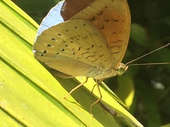 Tanaecia julii bougainvillei