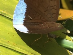 Tanaecia julii bougainvillei