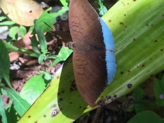 Tanaecia julii bougainvillei