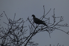 Columba palumbus
