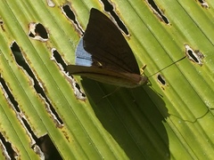 Tanaecia julii bougainvillei