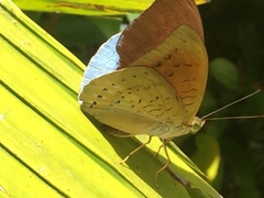 Tanaecia julii bougainvillei