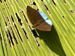 Tanaecia julii bougainvillei
