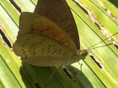 Tanaecia julii bougainvillei