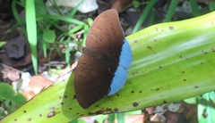 Tanaecia julii bougainvillei