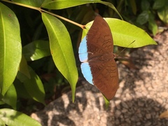 Tanaecia julii bougainvillei