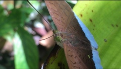 Tanaecia julii bougainvillei