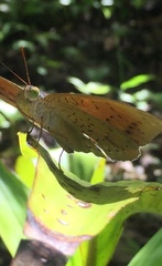 Tanaecia julii bougainvillei