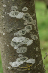 Lecidella