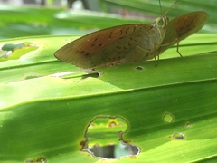 Tanaecia julii bougainvillei