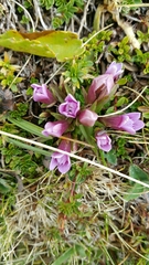 Gentianella columnae