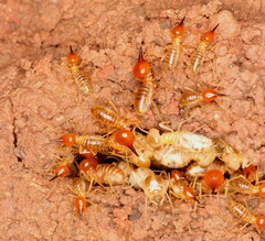 Trinervitermes trinervoides