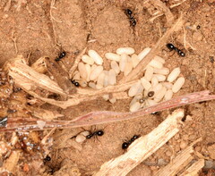 Trinervitermes trinervoides