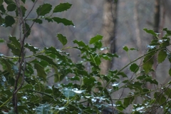 Ilex aquifolium