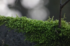 Hypnum cupressiforme