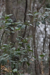 Ilex aquifolium