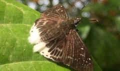 Darpa striata