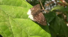 Darpa striata