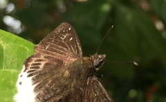Darpa striata