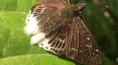 Darpa striata
