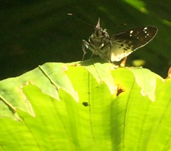 Darpa striata