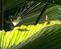 Darpa striata